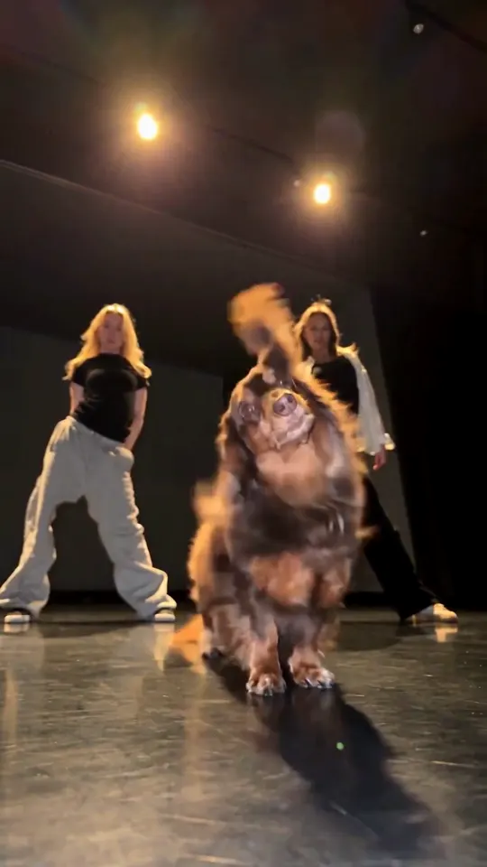 Single Ladies Dog Dance AI video example