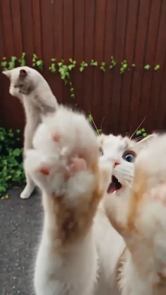 Smalltown Boy Cats AI video example